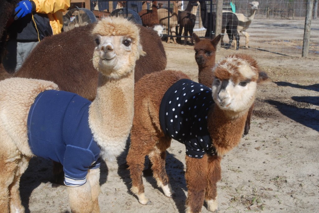 alpaca_sweater